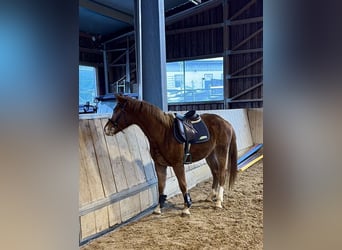 Oldenburg-International (OS), Mare, 3 years, 15,1 hh, Chestnut-Red