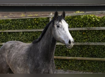 Oldenburg-International (OS), Mare, 3 years, 15,2 hh, Grey