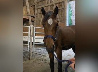 Oldenburg-International (OS), Mare, 3 years, 15,3 hh, Brown