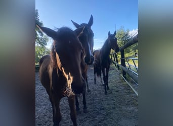 Oldenburg-International (OS), Mare, 3 years, 15,3 hh, Brown