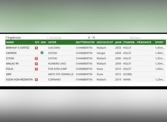 Oldenburg-International (OS), Mare, 3 years, 15,3 hh, Brown
