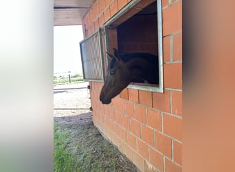 Oldenburg-International (OS), Mare, 3 years, 16.1 hh, Brown