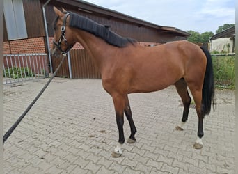 Oldenburg-International (OS), Mare, 3 years, 16.1 hh, Brown
