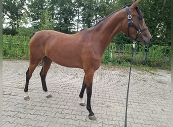 Oldenburg-International (OS), Mare, 3 years, 16.1 hh, Brown