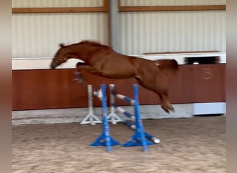 Oldenburg-International (OS), Mare, 3 years, 16.2 hh, Chestnut-Red