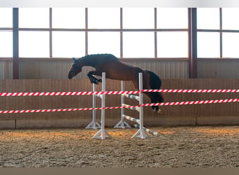 Oldenburg-International (OS), Mare, 3 years, 16.3 hh, Brown