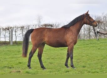 Oldenburg-International (OS), Mare, 3 years, 16 hh, Brown
