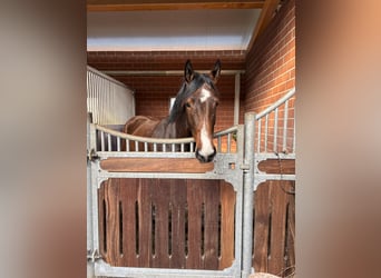 Oldenburg-International (OS), Mare, 3 years, 16,1 hh, Bay-Dark