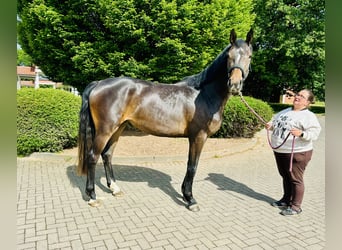 Oldenburg-International (OS), Mare, 3 years, 16,1 hh, Brown