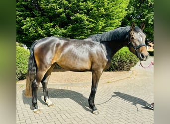 Oldenburg-International (OS), Mare, 3 years, 16,1 hh, Brown