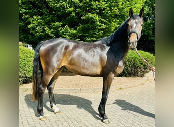 Oldenburg-International (OS), Mare, 3 years, 16,1 hh, Brown