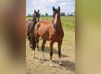 Oldenburg-International (OS), Mare, 3 years, Brown