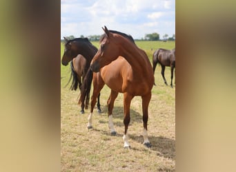 Oldenburg-International (OS), Mare, 3 years, Brown