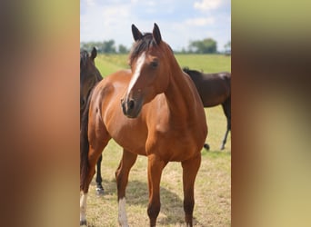 Oldenburg-International (OS), Mare, 3 years, Brown