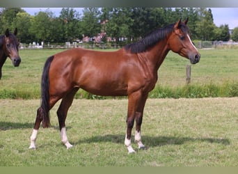 Oldenburg-International (OS), Mare, 3 years, Brown