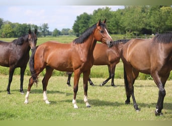 Oldenburg-International (OS), Mare, 3 years, Brown