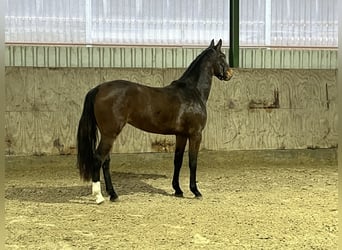 Oldenburg-International (OS), Mare, 3 years, Brown