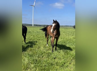 Oldenburg-International (OS), Mare, 3 years, Brown