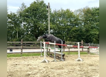 Oldenburg-International (OS), Mare, 4 years, 15.2 hh, Grey-Dapple