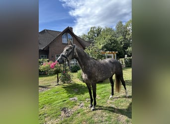 Oldenburg-International (OS), Mare, 4 years, 15.2 hh, Grey-Dapple