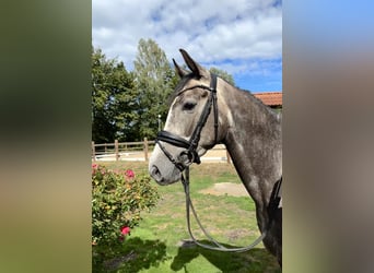 Oldenburg-International (OS), Mare, 4 years, 15.2 hh, Grey-Dapple