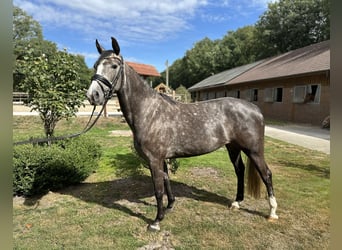 Oldenburg-International (OS), Mare, 4 years, 15.2 hh, Grey-Dapple