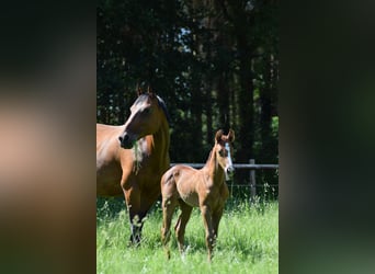 Oldenburg-International (OS), Mare, 4 years, 15,2 hh, Grey-Dapple