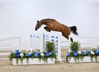 Oldenburg-International (OS), Mare, 4 years, 16.1 hh, Brown