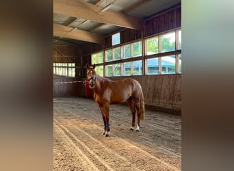 Oldenburg-International (OS), Mare, 4 years, 16.1 hh, Chestnut-Red