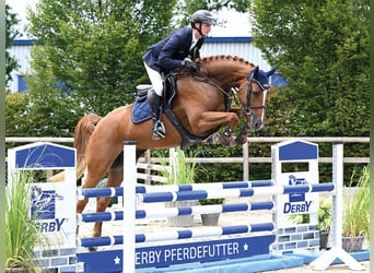 Oldenburg-International (OS), Mare, 4 years, 16.1 hh, Chestnut-Red