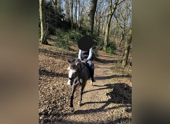 Oldenburg-International (OS), Mare, 4 years, 16.1 hh, Gray