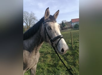 Oldenburg-International (OS), Mare, 4 years, 16.1 hh, Gray
