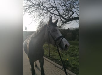 Oldenburg-International (OS), Mare, 4 years, 16.1 hh, Gray