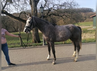 Oldenburg-International (OS), Mare, 4 years, 16.1 hh, Gray