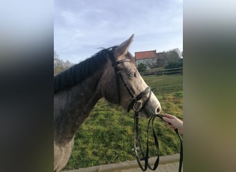 Oldenburg-International (OS), Mare, 4 years, 16.1 hh, Gray
