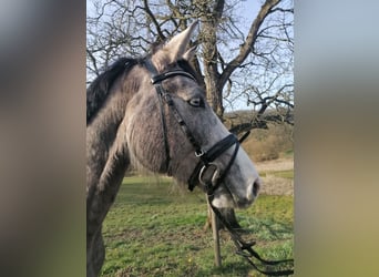 Oldenburg-International (OS), Mare, 4 years, 16.1 hh, Gray