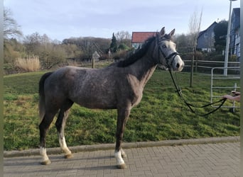Oldenburg-International (OS), Mare, 4 years, 16.1 hh, Gray