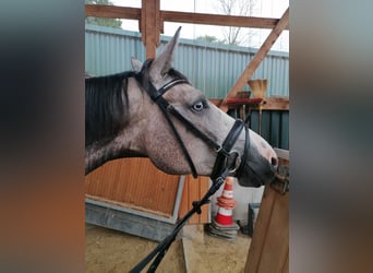 Oldenburg-International (OS), Mare, 4 years, 16.1 hh, Grey-Dapple