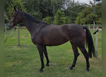 Oldenburg-International (OS), Mare, 4 years, 16.2 hh, Bay-Dark Oldenburg-International (OS), Mare, 4 years, 16.2 hh, Bay-Dark
