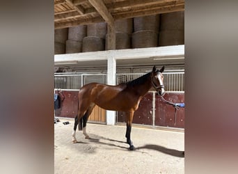Oldenburg-International (OS), Mare, 4 years, 16.2 hh, Brown