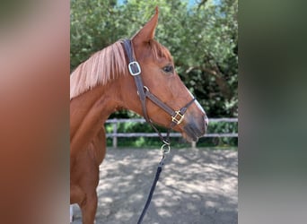 Oldenburg-International (OS), Mare, 4 years, 16.2 hh, Chestnut-Red