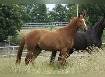 Oldenburg-International (OS), Mare, 4 years, 16.2 hh, Chestnut-Red