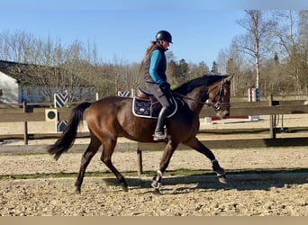 Oldenburg-International (OS), Mare, 4 years, 16 hh, Bay-Dark