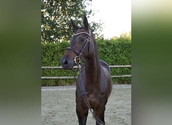 Oldenburg-International (OS), Mare, 4 years, 16 hh, Bay-Dark