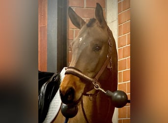 Oldenburg-International (OS), Mare, 4 years, 16 hh, Brown-Light