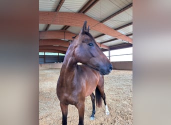 Oldenburg-International (OS), Mare, 4 years, 16 hh, Brown