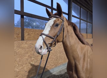 Oldenburg-International (OS), Mare, 4 years, 16 hh, Chestnut-Red
