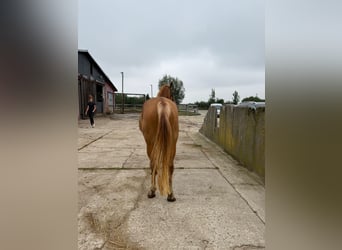 Oldenburg-International (OS), Mare, 4 years, 16 hh, Chestnut-Red