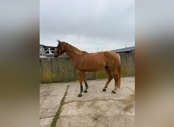 Oldenburg-International (OS), Mare, 4 years, 16 hh, Chestnut-Red