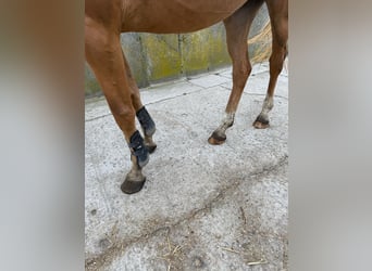 Oldenburg-International (OS), Mare, 4 years, 16 hh, Chestnut-Red